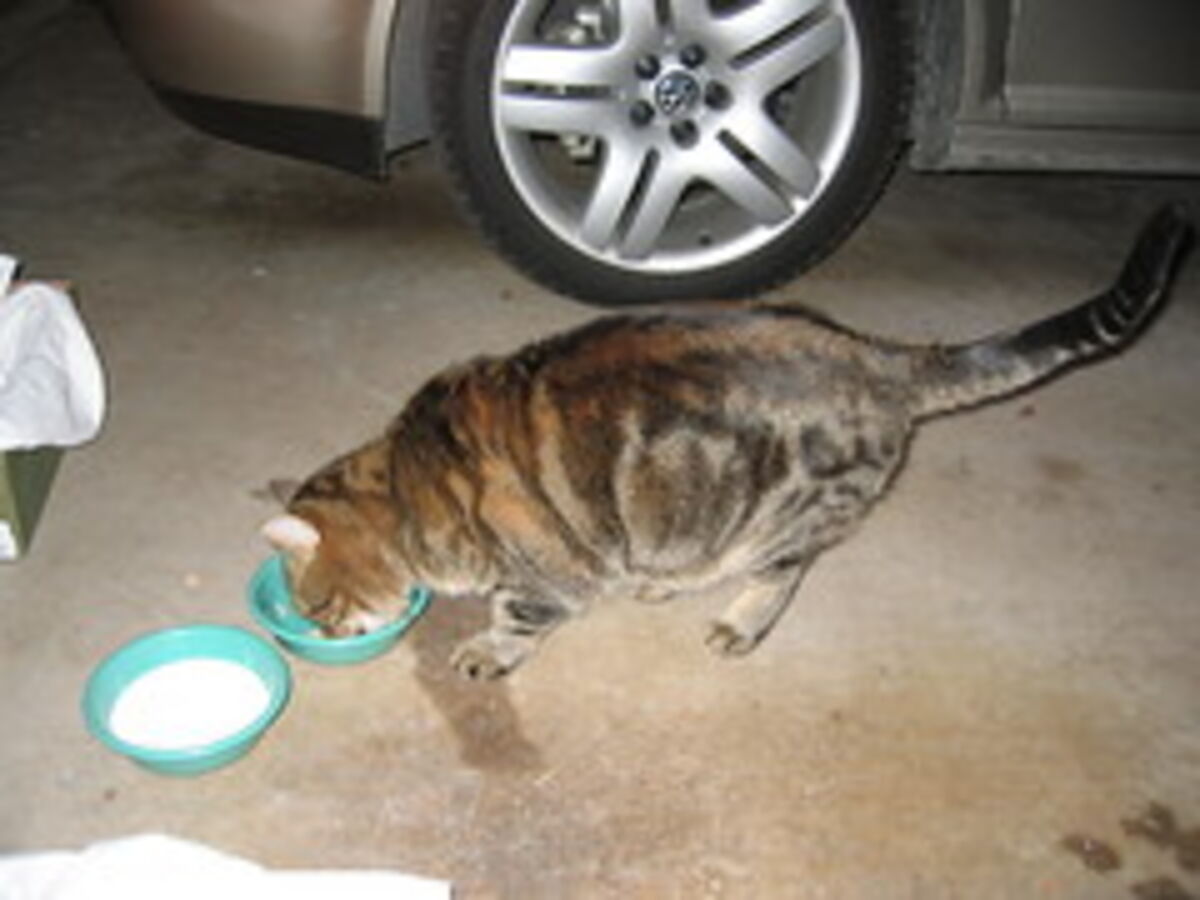 Mike, there's a cat in the garage.  Don't run over it.