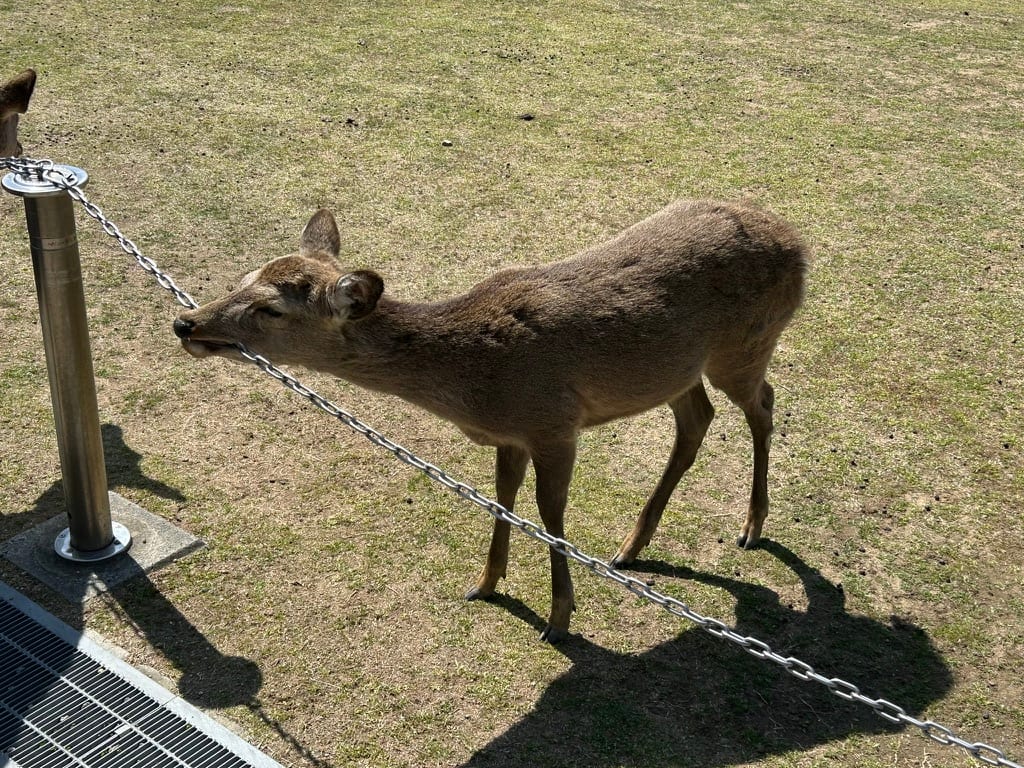 Nara Deer