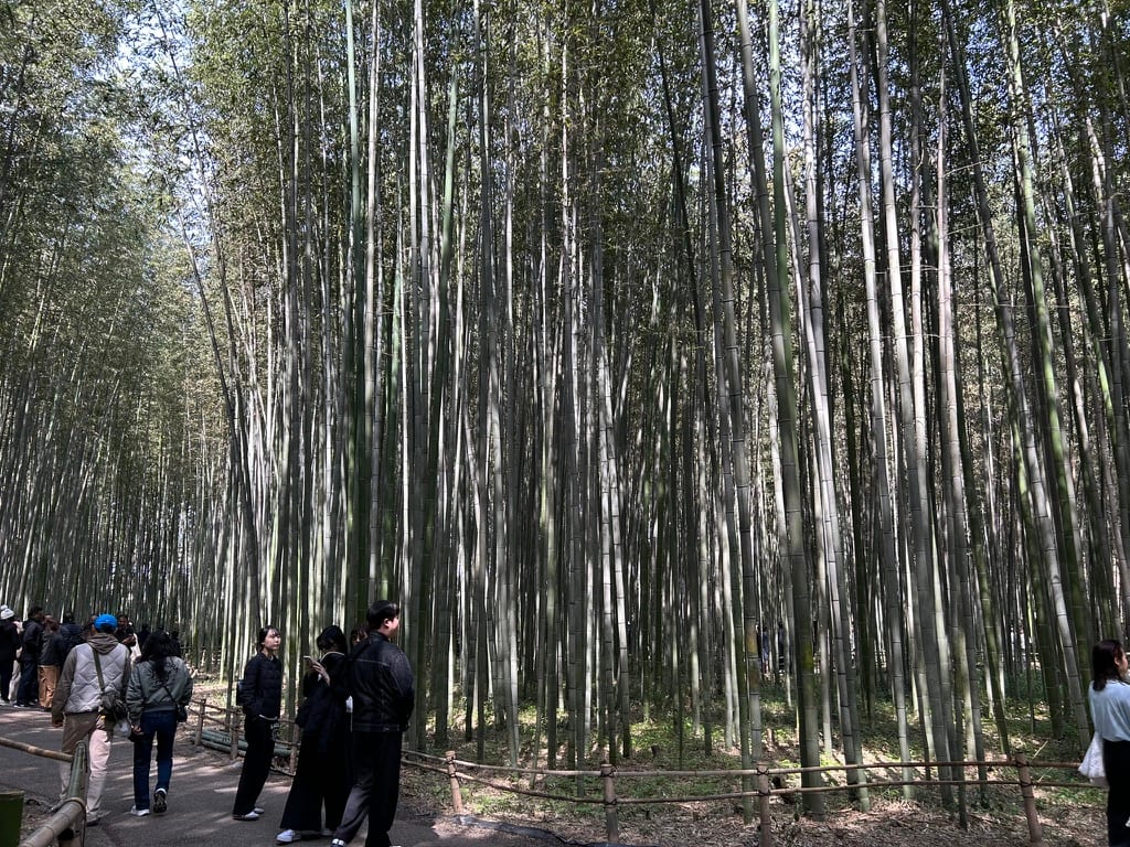 Arashiyama Bamboo Grove