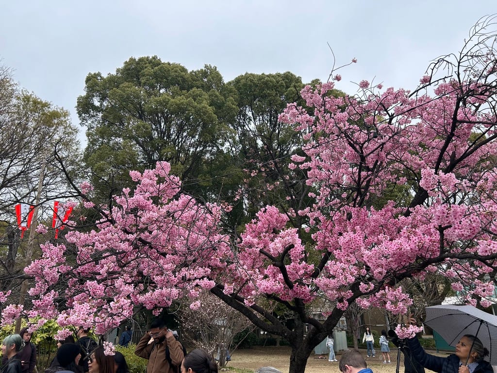 cherry blossom season in Japan