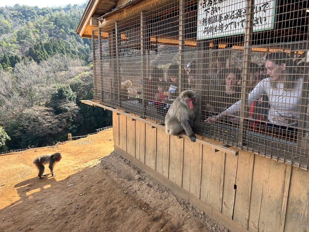 Iwatayama Monkey Park